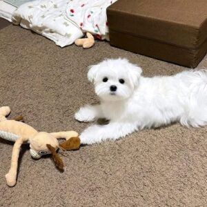 Maltese Welpen zu verkaufen