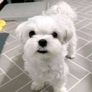 Malteser Hundewelpen