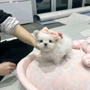Malteserwelpe sucht neues Zuhause