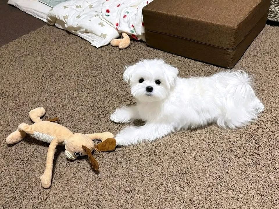 Maltese Welpen zu verkaufen