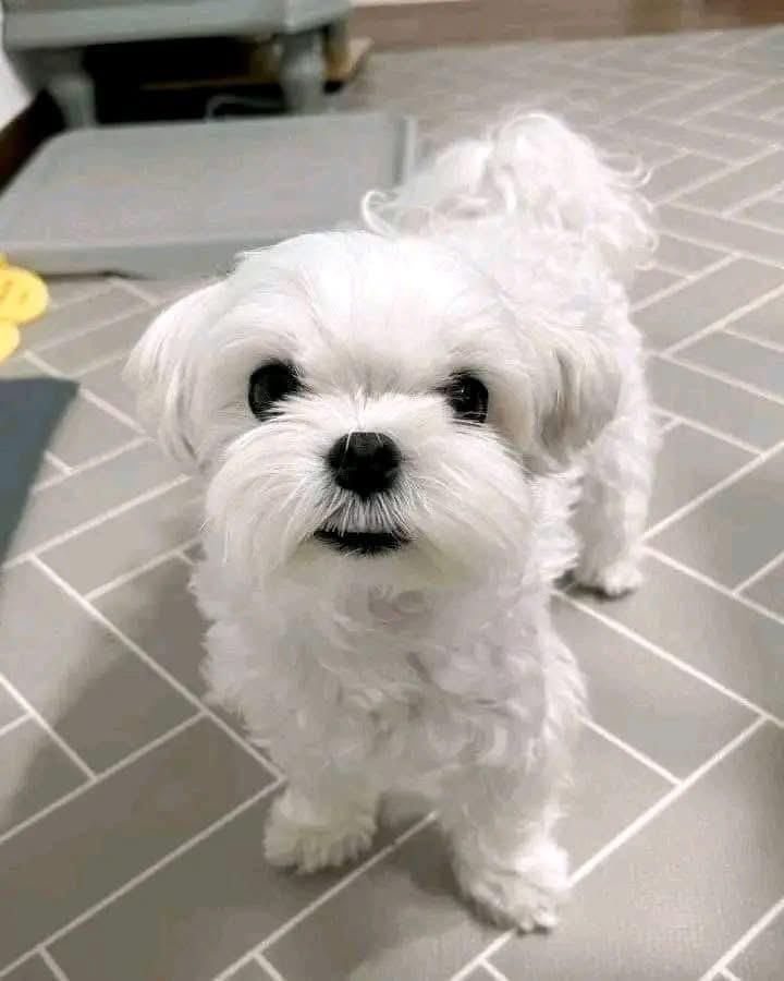 Malteser Hundewelpen