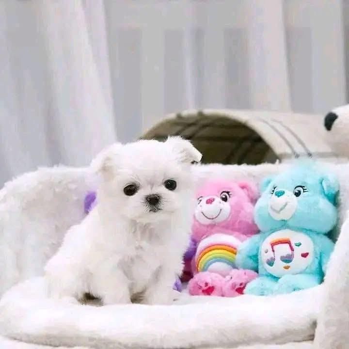 Kaufen Malteser Teetasse